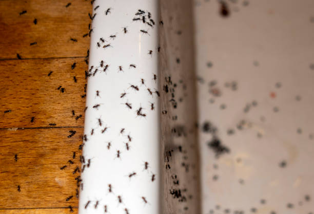 Best Wasp Removal Services  in Fox Lake, WI